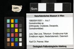Foto (Objekt + Etiketten) von Goniodromites sp. 